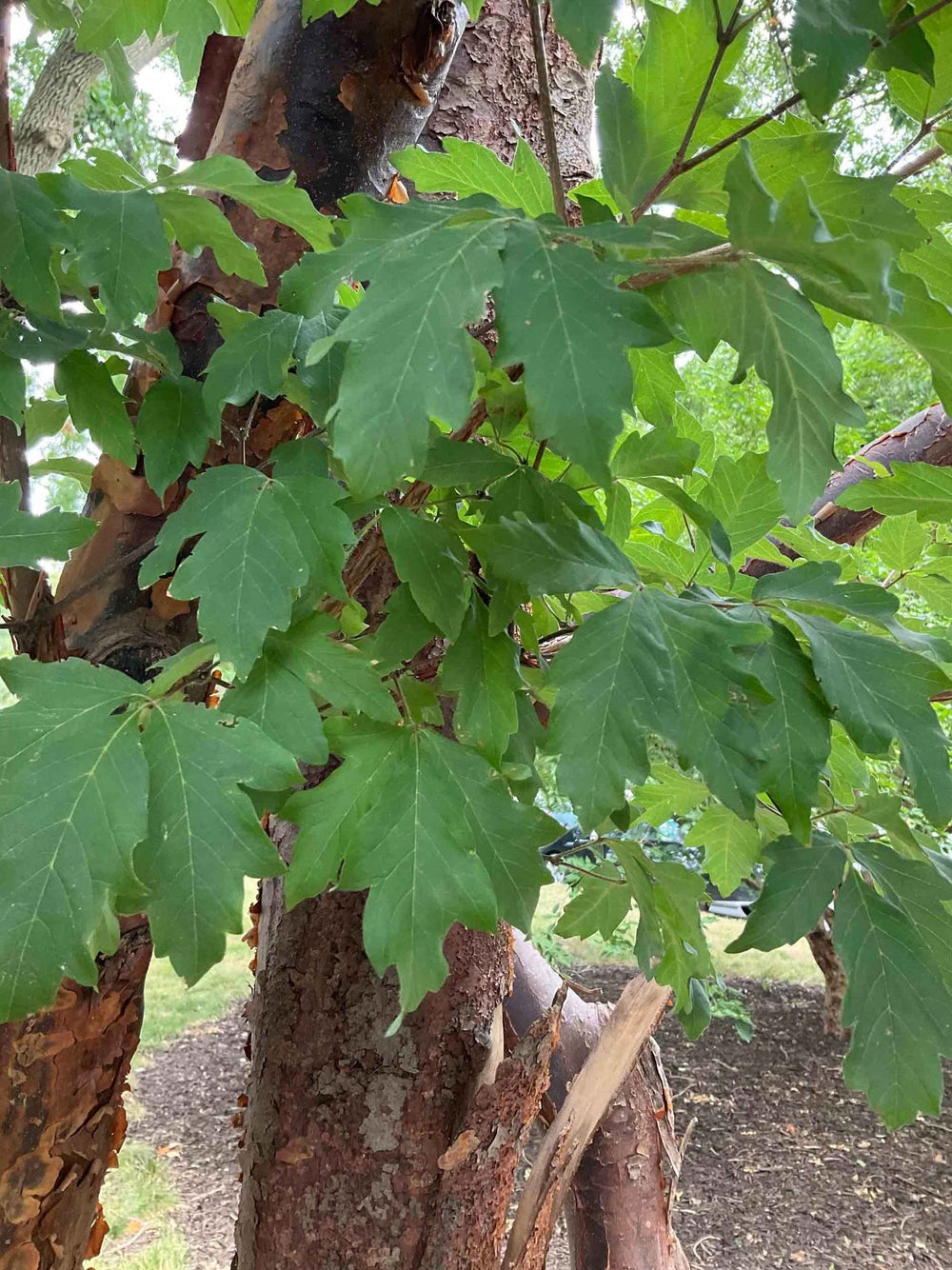 Paperbrk Maple Paperbark Maple 1-2-1 - The Linda Hall