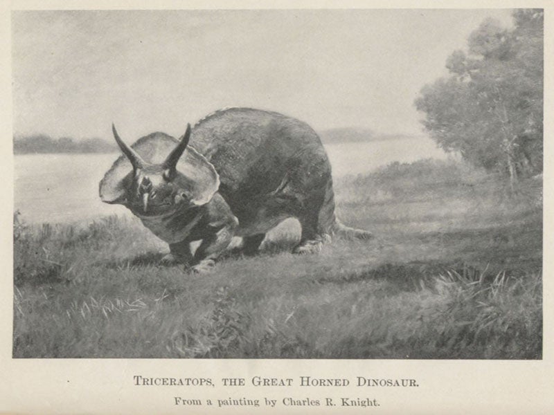 Triceratops, painting by Charles Knight, frontispiece to Animals before Man in North America, by Frederic A. Lucas, 1902 (Linda Hall Library)