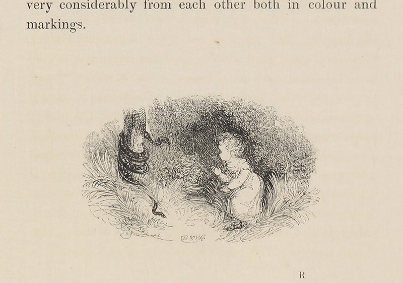 Little girl frightened by snake, wood-engraved tailpiece by William Harvey, in Edward Bennett, The Tower Menagerie, 1829 (Linda Hall Library)