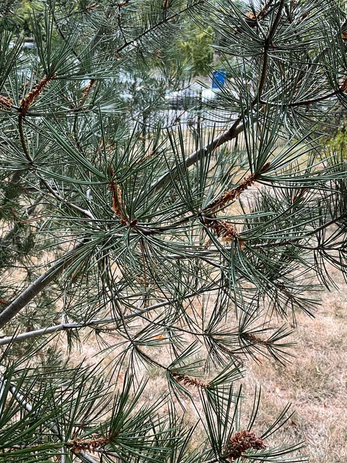 Lacebark Pine leaf