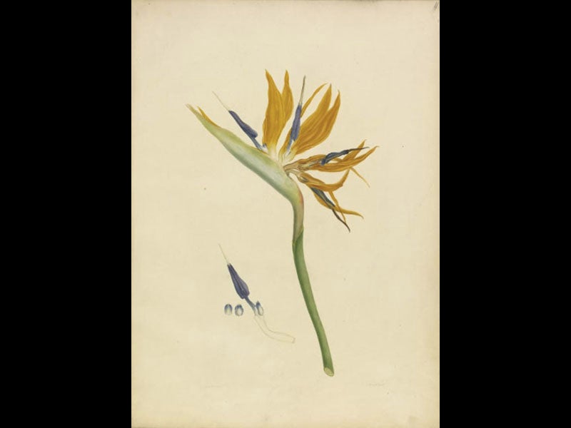 Royal Botanic Gardens, Kew