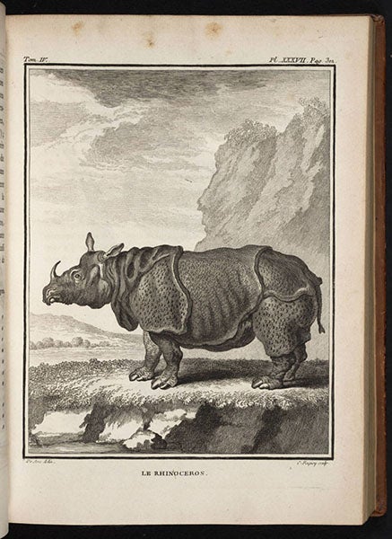 Rhinoceros, engraving (after Oudry) by Jacques de Seve, in Histoire naturelle, by Georges Louis Leclerc, Comte de Buffon, vol. 11, pl. 37, p. 202, 1763 (Linda Hall Library)

 