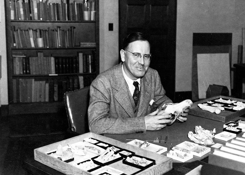 Portrait of Chester Stock, undated photograph, Caltech Archives (digital.archives.caltech.edu)