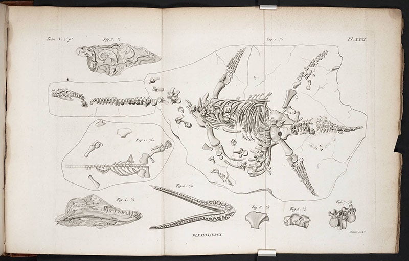 Plesiosaurus skeleton in situ, from Georges Cuvier, Recherches sur les ossemens fossils, 2nd ed., 1821-24 (Linda Hall Library)