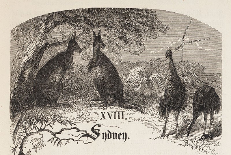 Headpiece, kangaroos and emus, wood-engraving from Bernhard von Wüllerstorf-Urbair, <i>Reise der Novara</i>, 1861 (Linda Hall Library)