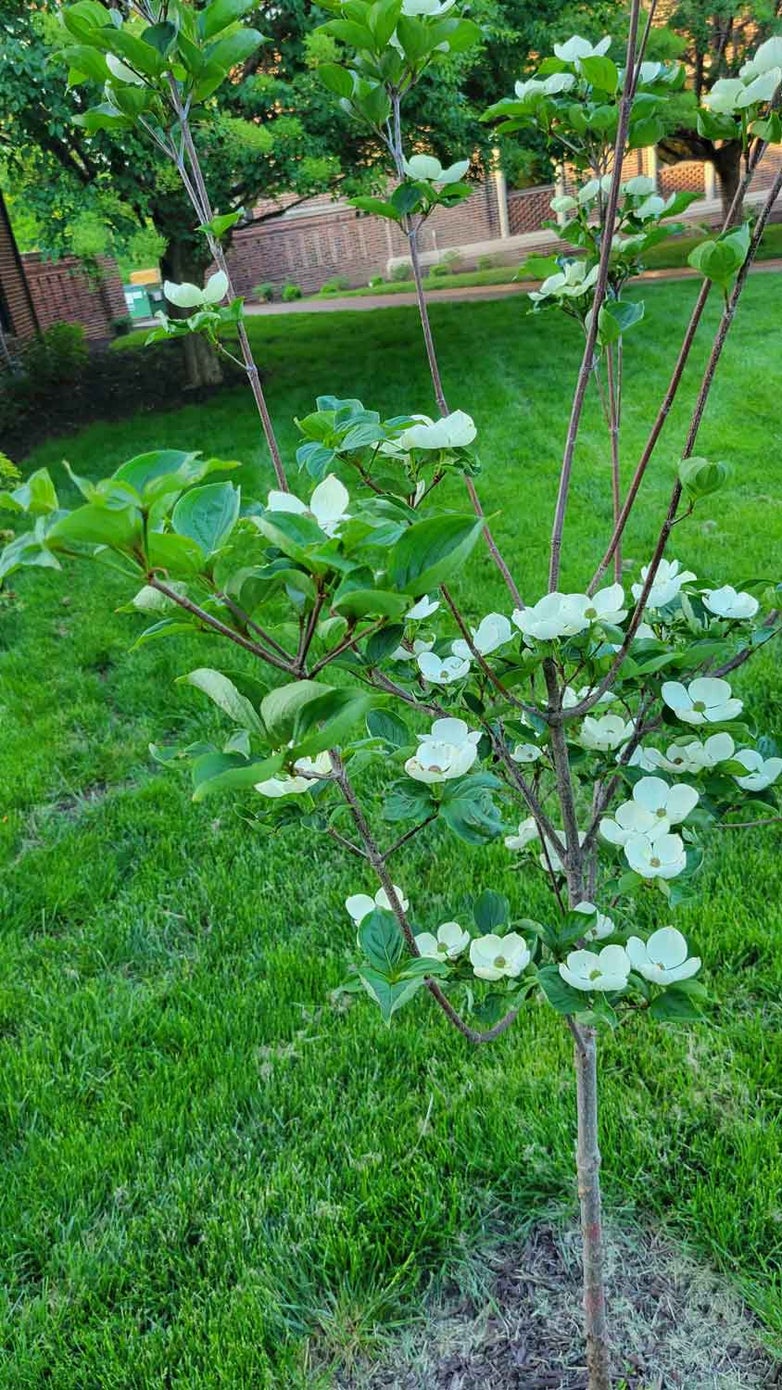 Venus Dogwood 10-6-1 - The Linda Hall