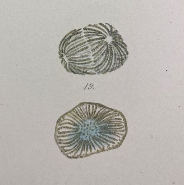 Chromatin at various stages of mitosis, detail of plate 18, “Beiträge zur Kentness der Zelle und ihrer Lebenserscheinungen,” by Walther Flemming, Archiv für Mikroskopische Anatomie, vol 16, 1879 (The Linda Hall)