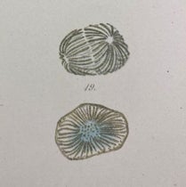 Chromatin at various stages of mitosis, detail of plate 18, “Beiträge zur Kentness der Zelle und ihrer Lebenserscheinungen,” by Walther Flemming, Archiv für Mikroskopische Anatomie, vol 16, 1879 (The Linda Hall)