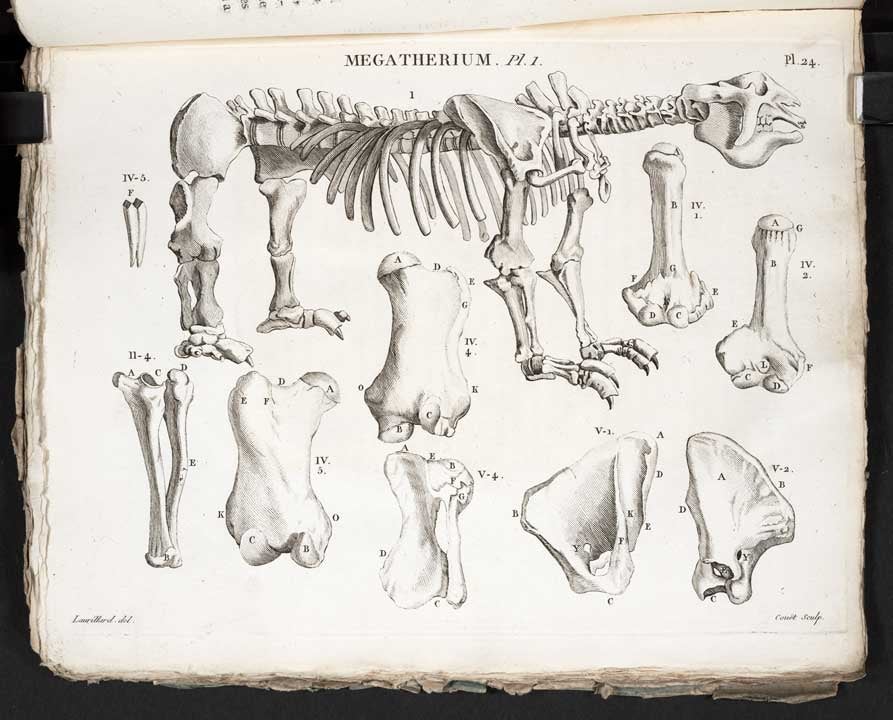 Megatherium skeleton and bones. Image source: Cuvier, George. “Sur le Megatherium: Autre animal de la famille des Paresseux, mais de la taille du Rhinoceros don’t unsquelette fossile prosque complete est conservé au cabinet royal d’histoire naturelle à Madrid.” Annales du Museum National d’Histoire Naturelle, vol. 5, no. 29, 1804, pl. 1.