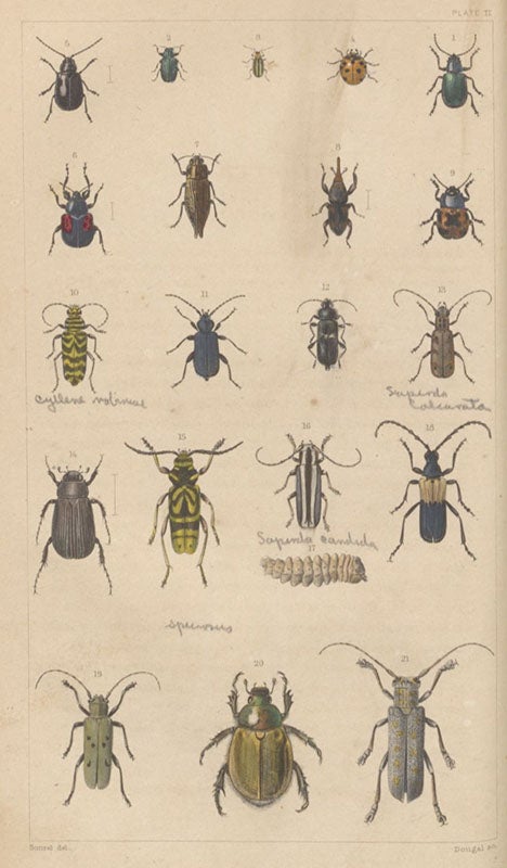 Beetles, hand-colored engraving in A Treatise on Some of the Insects Injurious to Vegetation, by Thaddeus William Harris, plate 2, 1862 (Linda Hall Library)