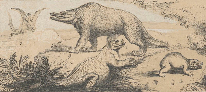 Detail of folding plate, showing a <i>Megalosaurus</i> and an <i>Iguanodon</i> of the Secondary Era, from Isabelle Duncan, <i>Pre-Adamite Man</i>, 2nd edition, 1860 (Linda Hall Library)
