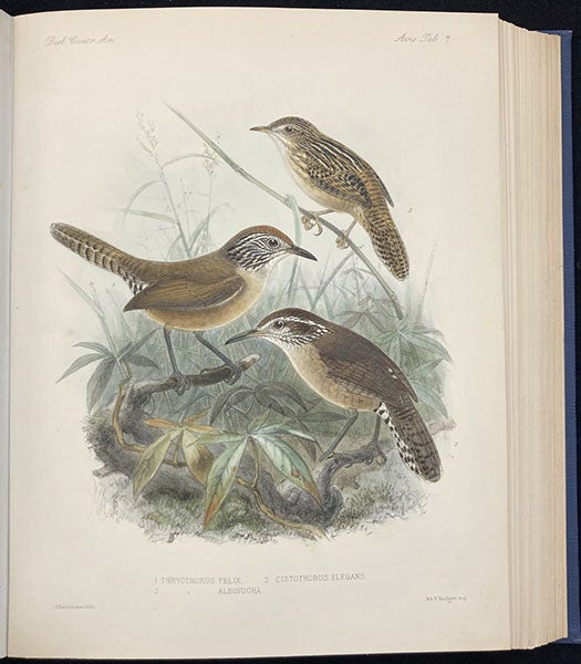 Happy wrens, lithograph by Johan Keulemans, in Biologia Centrali-Americana: Aves, by Osbert Salvin and Frederick DuCane Godman, vol. 4, plate 7, 1879-1904 (Linda Hall Library)