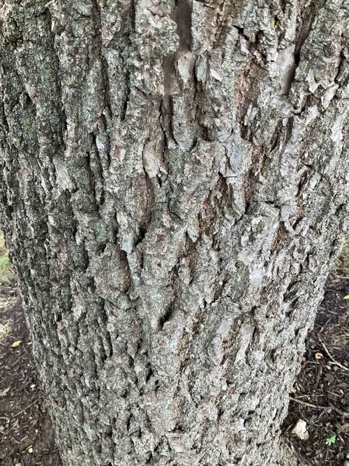 Black Walnut bark