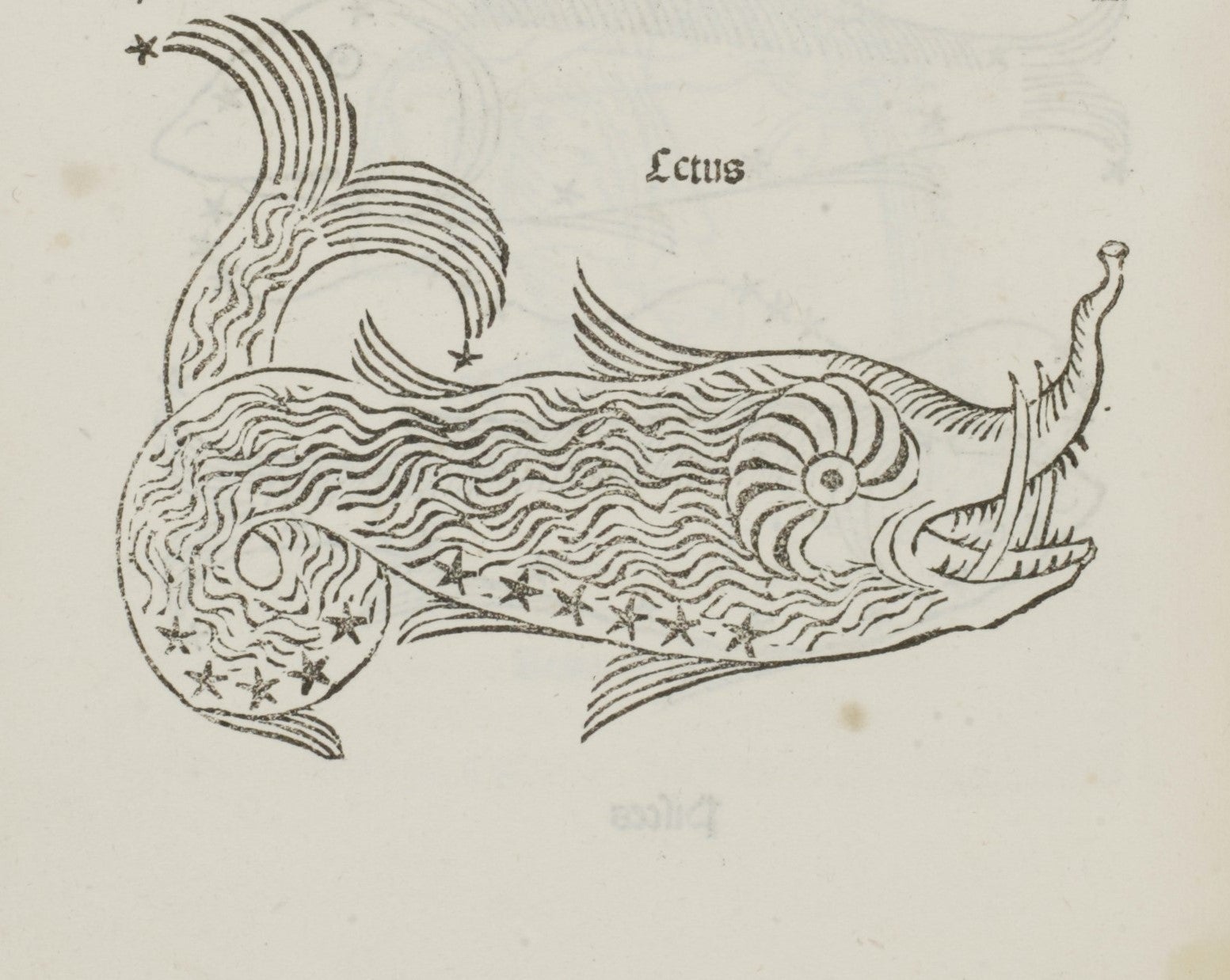 Detail of Cetus. Image source: Hyginus. Poeticon astronomicon. Venice:  Erhard Ratdolt, 1482.
