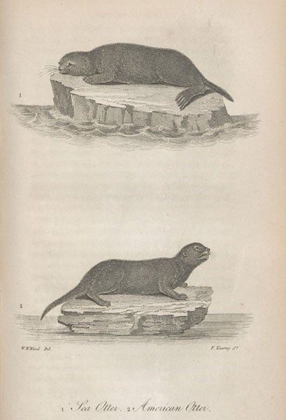 Sea otter and American otter, engraving after drawings by William W. Wood, American Natural History, by John Godman, vol. 2, 1831 (Linda Hall Library)