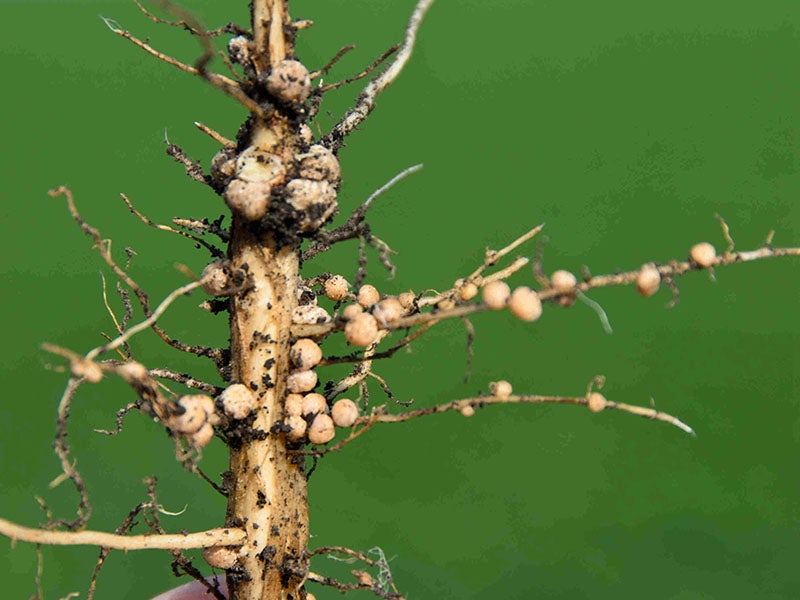 Nitrogen-fixing nodules on the roots of a legume, modern photograph (news.cgtn.com)
