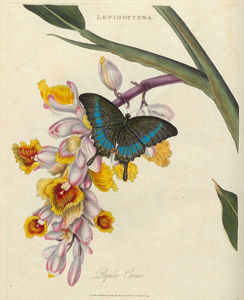 Papilio crino butterfly, shown on the pendulous blossom of a Renealmia,  hand-colored engraving in An Epitome of the Natural History of the Insects of China, by Edward Donovan, 1798 (Linda Hall Library)