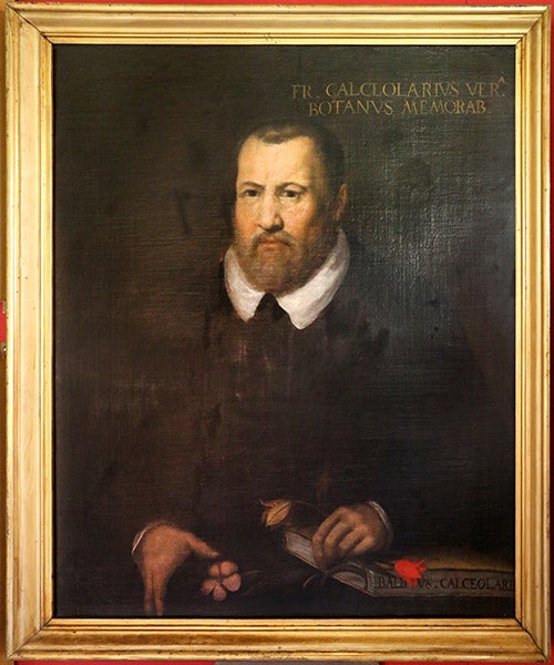Portrait of Francesco Calzolari, oil on canvas, 17th century, Museum of the Botanical Garden of Pisa (Wikimedia commons)
