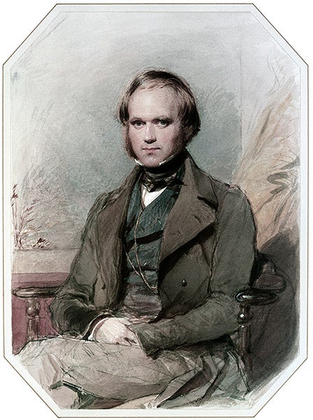 Portrait of Charles Darwin, by George Richmond, 1840 (Wikimedia commons)