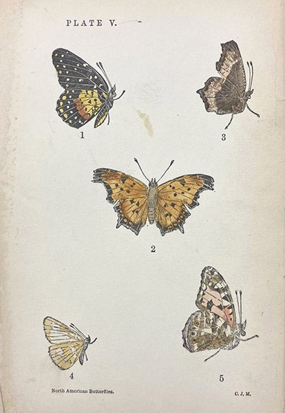 Various butterflies, including a comma at the center, hand-colored woodcut by Charles Johnson Maynard, in his Manual of North American Butterflies, plate V, 1891 (Linda Hall Library)