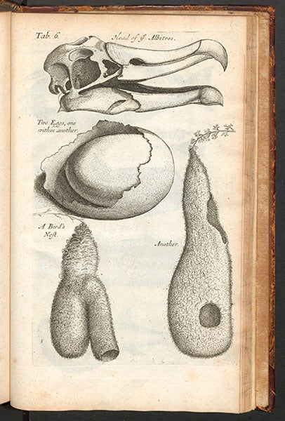 Albatross skull, bird’s nests, engraved plate, from Nehemiah Grew, Musaeum regalis societatis, 1681 (Linda Hall Library)