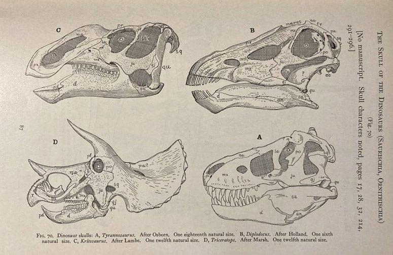 Four dinosaur skulls: A Tyrannosaurus, B Diplodocus, C Kritosaurus, D Triceratops, drawing by Samuel Wendell Williston after original publications by others, in his The Osteology of the Reptiles, ed. by William King Gregory, 1925 (Linda Hall Library)
