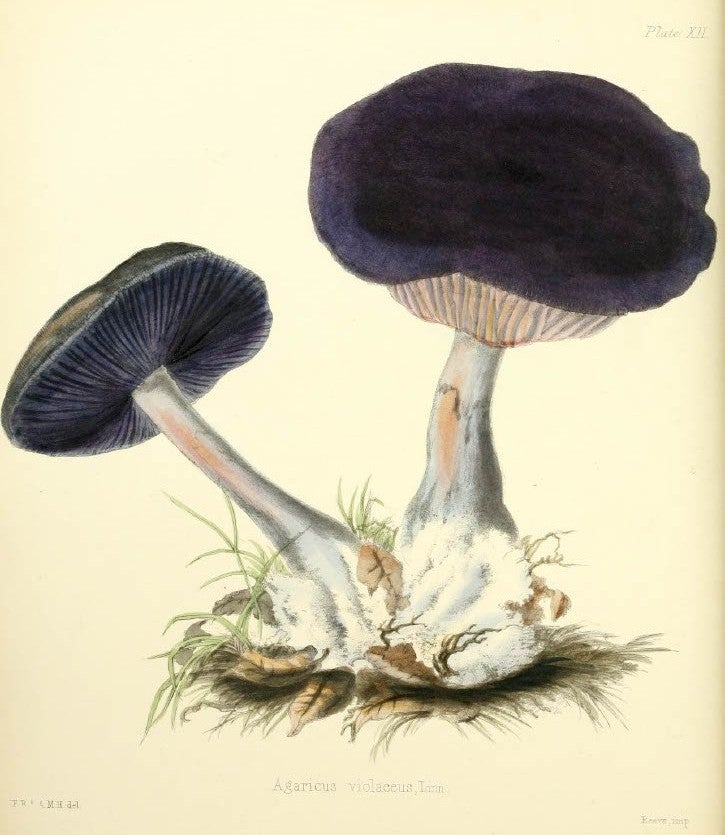 Agaricus violaceus, with its violet and copper hues, this mushroom was described by Hussey’s colleague, M.C. Cooke, as “one of the brightest and most beautiful” of fungis. Image source: Hussey, Anna Maria. Illustrations of British Mycology. Vol. 1, London: Reeve, Benham and Reeve, 1847, pl. 12.