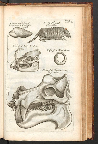 A bladderstone, armadillo, babirusa skull, and a hippopotamus skull from the Royal Society Repository, engraved plate, from Nehemiah Grew, <i>Musaeum regalis societatis</i>, 1681 (Linda Hall Library)