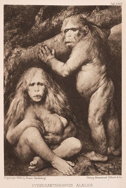 Pithecanthropus alalus, heliogravure after oil painting (first image) by Gabriel von Max, in Natürliche Schopfungsgeschichte, by Ernst Haeckel, 1898 (Linda Hall Library)