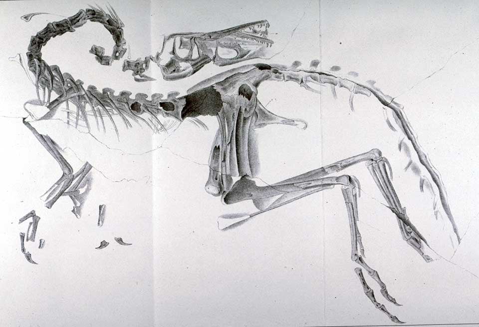 Compsognathus longipes. This work was on display in the original exhibition as item 13. Image source: Wagner, Andreas. "Neue Beitrage zur Kenntnis der urweltlichen Fauna des lithographischen Scheifers," in: Abhandlungen der Mathemat.-Physikalischen Classe der Koeniglich Bayerischen Akademie der Wissenschaften, vol. 9 (1861), pl. 3.