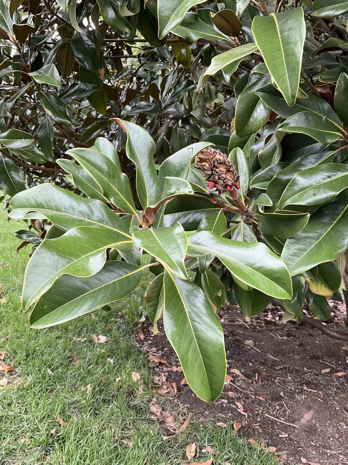 Southern Magnolia 25-12-2 - Linda Hall Library