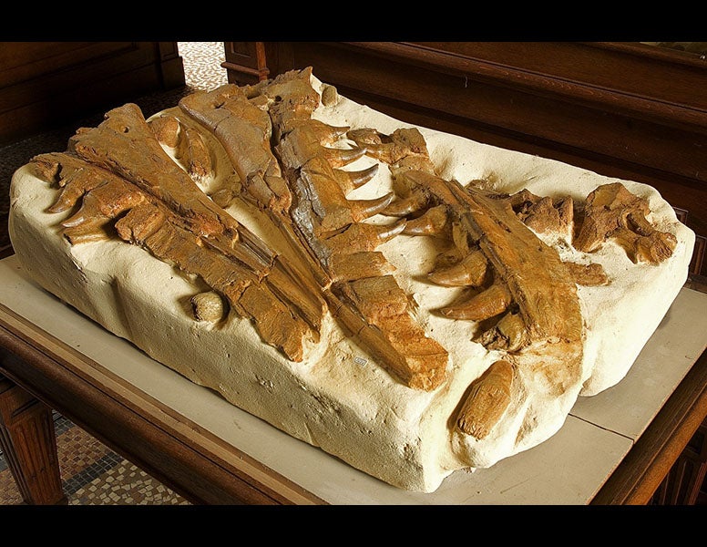 Teylers Museum, Haarlem