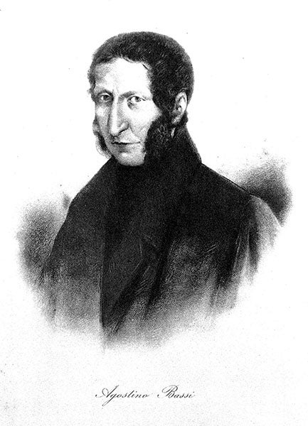 Portrait of Agostino Bassi, undated engraving, Wellcome Collection, London (wellcomecollection.org)