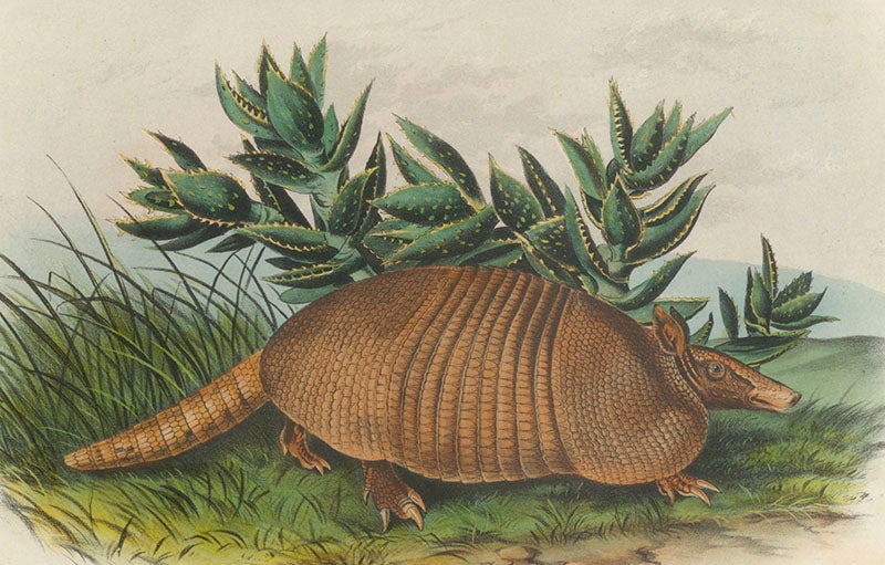 “Nine-banded Armadillo,” hand-colored lithograph by John Woodhouse Audubon and William E. Hitchcock, in John James Audubon and John Bachman, <i>Quadrupeds of North America</i>, 1849-54 (Linda Hall Library)