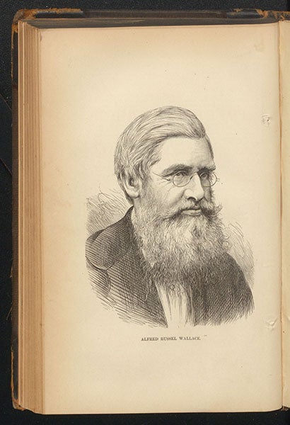 Portrait of Alfred Russel Wallace, wood engraving, Popular Science Monthly, vol. 11, 1877 (Linda Hall Library)