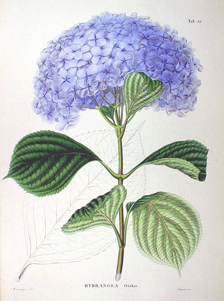 Bigleaf Hydrangea, from <i>Flora Japonica</i>, 1835-70 (Wikimedia Commons)