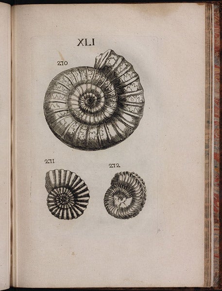 Fossil ammonites, Traité des petrifications, by Louis Bourguet, plate 41, 1742 (Linda Hall Library)