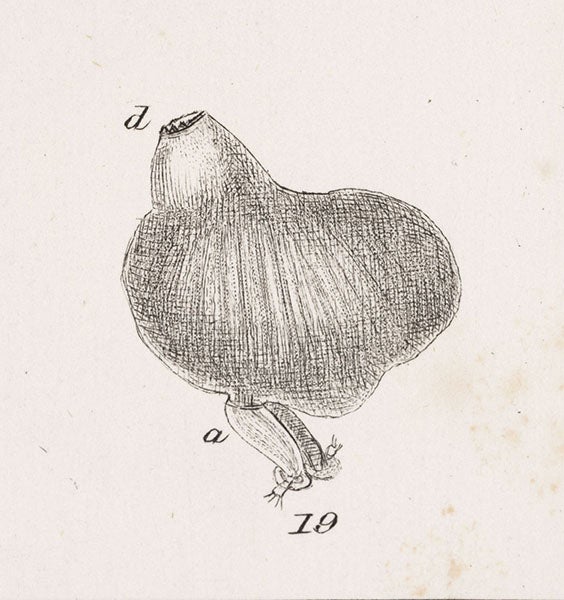 Detail of sixth image, showing fig. 19, the true “Mr. Arthrobalanus,” the tiny male of Cryptophialus,  engraving by George Sowerby, in A Monograph on the Sub-Class Cirripedia, with Figures of All the Species, Vol. 2: The Balanidae, by Charles Darwin, 1854 (Linda Hall Library)