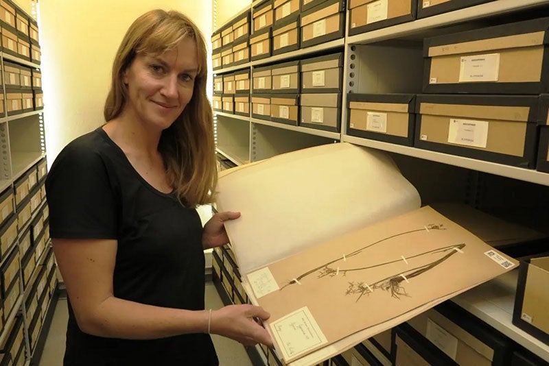 A specimen of an African sedge in the herbarium collected by Christen Smith in the Congo, being viewed in Oslo by a recent professor of botany there (forskning.no)