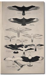 Old Field Guide Examples 05. The Making of a Field Guide - The Linda Hall