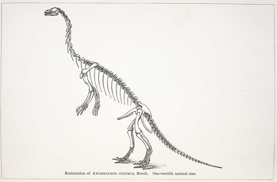 Illustration of Anchisaurus restoration by Marsh. This work is part of our History of Science Collection, but it was NOT included in the original exhibition. Image source: Marsh, Othniel C. "Restoration of Anchisaurus," in: American Journal of Science, ser. 3, vol. 45, (1893), pl. 6.