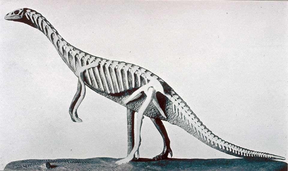 Restoration of Anchisaurus with lateral view of skeleton. This work was on display in the original exhibition as item 38. Image source: Lull, Richard Swann. Triassic Life of the Connecticut Valley. Hartford: Published by the State, 1915. Series: Connecticut. State Geological and Natural History Survey. Bulletin no. 24, pl. 10.