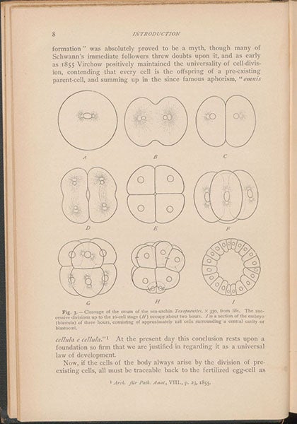 Cell division, text diagram in The Cell in Development and Inheritance, by Edmund Beecher Wilson, p. 28, 1896 (Linda Hall Library)