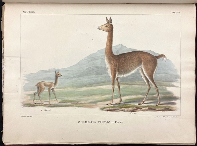 Vicuña (Auchenia vicuna), lithograph by E.O. Schmidt, Untersuchungen über die fauna Peruana, by Johann Jakob von Tschudi, vol. 1, Therologie, plate 17, 1844 (Linda Hall Library)