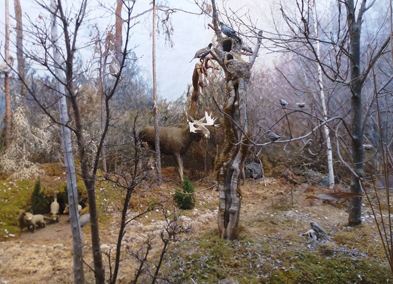 Diorama with moose, panorama by Bruno Liljefors, Biologiska Museet, 1893 (Wikimedia commons)
