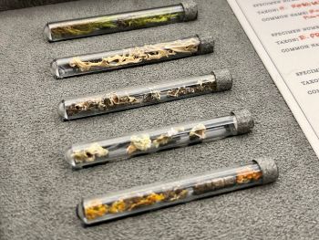 Specimens from Lichen preserved within glass vials.