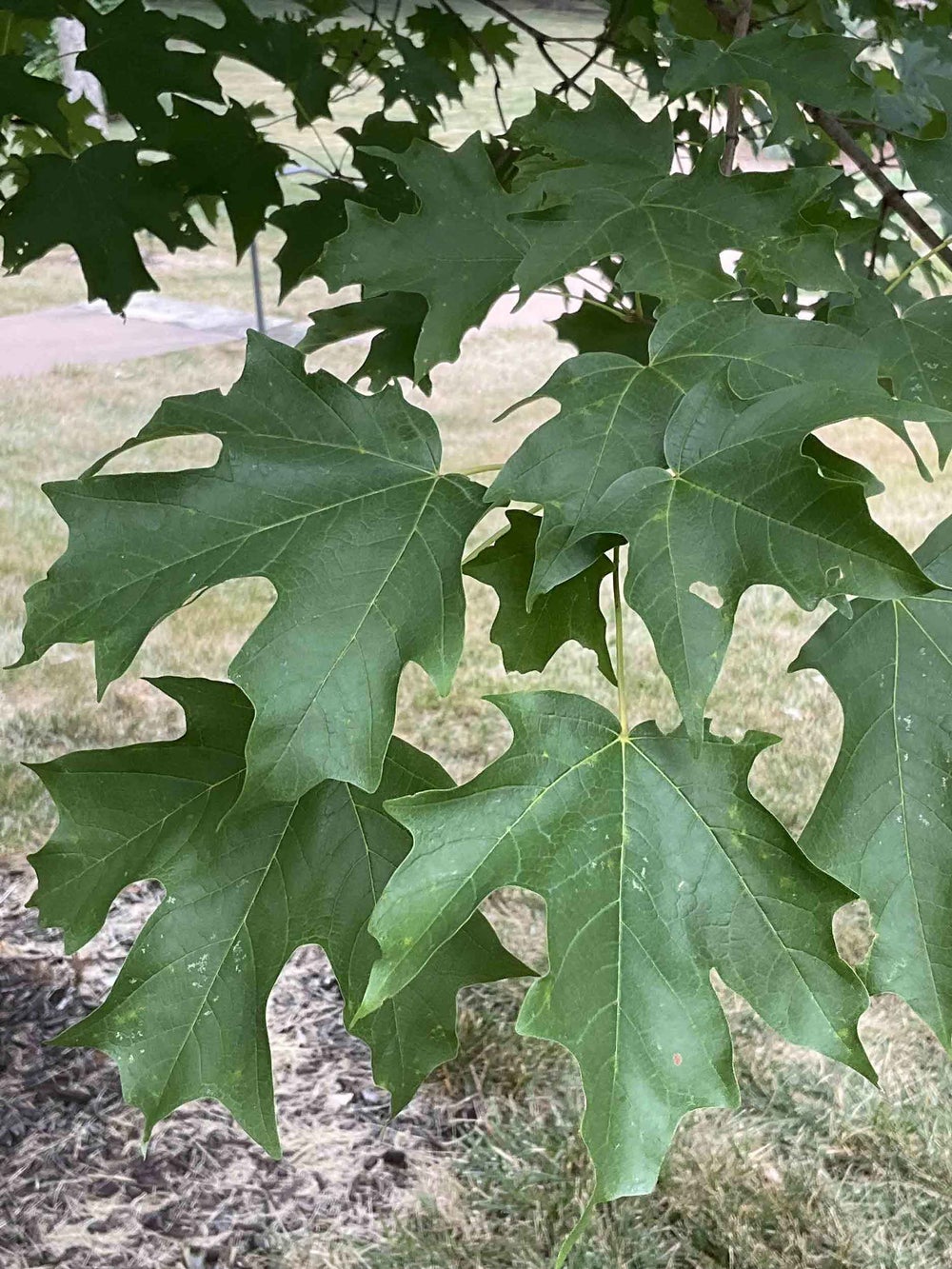 Sugar Maple 1-34-1 - Linda Hall Library