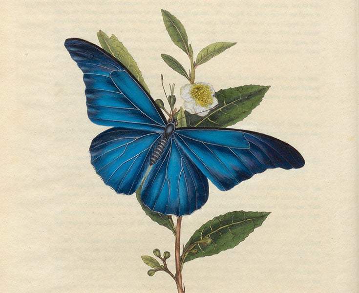 Papilio rhetano (or Papilio menelaus) butterfly, shown on a Bohea tea plant, detail of hand-colored engraving in An Epitome of the Natural History of the Insects of China, by Edward Donovan, 1798 (Linda Hall Library)