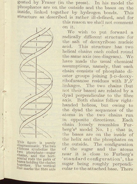 Diagram of the double-helix model of DNA, detail of second image, the first page of Watson-Crick article (Linda Hall Library)