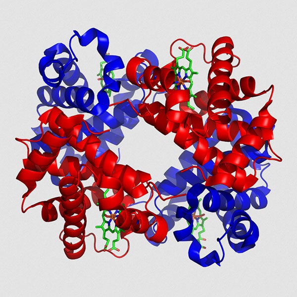 Ribbon diagram of hemoglobin molecule, 2007, by Richard Wheeler, using a style pioneered by Jane Shelby Richardson, 1980s (Wikimedia commons)